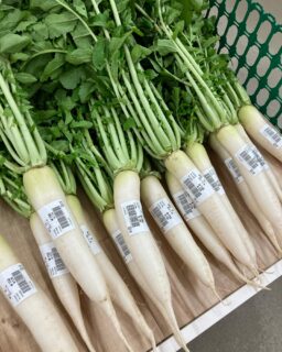 ☀️おはようございます☀️

今朝も採れたて新鮮野菜が出荷されました。
だいこん、かぶ、なす、ピーマン、にんにく、さつまいも、オクラ、柿、渋柿、ねぎ、つるむらさきなどが出荷されました
ご来店をお待ちしております。
なお出荷量には限りがあり、売り切れる場合がございます。ご了承ください。
＃農産物直売所#産直#野菜#なごやさい#農産物#野菜販
売
＃地產地消
#JA#農協#JA天白信用#天白信用農業協同組合
#イチジク#きゅうり#ピーマン#オクラ#なつめ#さつまい
も#にんにく#かぼす#モロヘイヤ#ぶどう#ナス#エンサイ