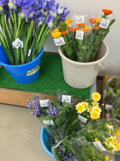 おはようございます🧅

今朝も採れたて新鮮野菜が出荷されました🥬

玉ねぎ、タケノコ、ねぎ、ブロッコリー、キャベツ、ニンニク、レタス、トマト、レモン、文旦、八朔、甘夏、セミノールなどが出荷されました🍅

ご来店をお待ちしております🙇‍♀️

なお出荷量には限りがあり、売り切れる場合がございます。ご了承ください。
#農産物直売所#産直#野菜#なごやさい#農産物野菜販売地產地消JA農協JA天白信用天白信用農業協同組合
ブロッコリー小松菜レモン文旦はっさく甘夏キャベツほうれん草