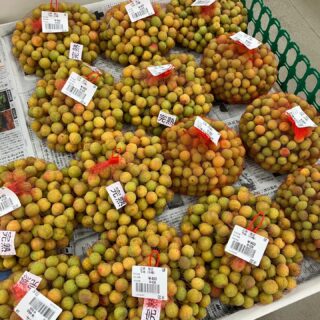 おはようございます🧅

今朝も採れたて新鮮野菜が出荷されました🥬

梅、玉ねぎ、赤玉ねぎ、ズッキーニ、じゃがいも、ダイコン、きゅうり、にんにく、八朔、甘夏、などが出荷されました🧄

ご来店をお待ちしております🙇‍♀️

なお出荷量には限りがあり、売り切れる場合がございます。ご了承ください。
#農産物直売所#産直#野菜#なごやさい#農産物野菜販売地產地消JA農協JA天白信用天白信用農業協同組合
新玉ねぎスナップエンドウさやえんどう実えんどうにんにく