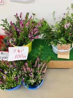 .
おはようございます☀️

今朝も採れたて新鮮野菜が出荷されました☺️🍆🥒

なす、きゅうり、スイカ、かぼちゃ、ささげ、ピーマン、つるむらさき、ネギ、セイロン瓜、オクラ、ゴーヤ、イチジク、キナウリ、冬瓜などが出荷されました✨

ご来店をお待ちしております🙇‍♀️

なお出荷量には限りがあり、売り切れる場合がございます。ご了承ください。
#産直#なごやさい#JA天白信用#ナス #きゅうり